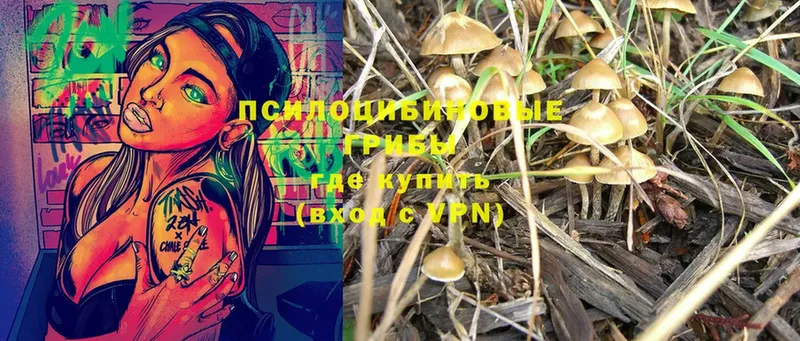 закладка  Арск  Псилоцибиновые грибы Psilocybine cubensis 